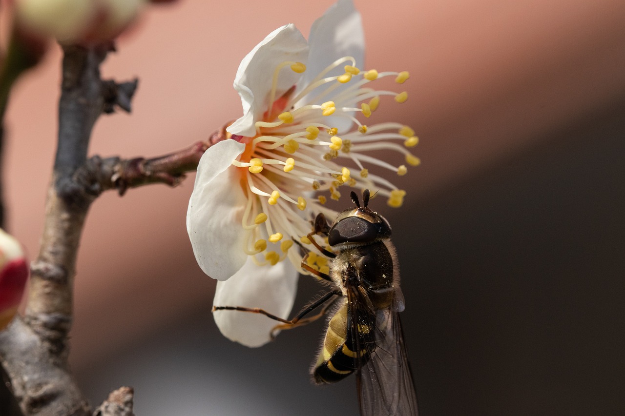 How to Create a Bee-Friendly Garden
